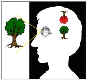 Image du cerveau de l'oeil-1